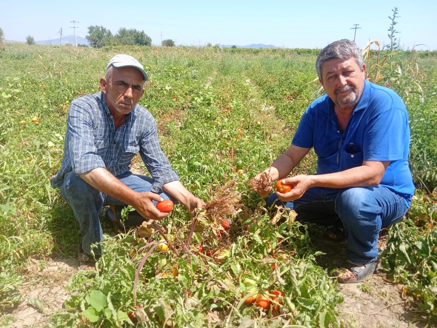 Manisa’da domates hasadı heyecanı başlıyor
