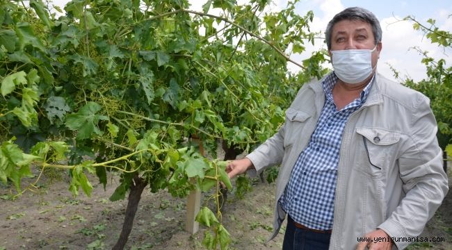 BAĞLARI ÖNCE GÜNEŞ VURDU SONRA DOLU ZARAR YÜZDE 70