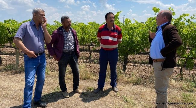 Hava Sıcaklığındaki ani değişim üzüm bağlarını vurdu 