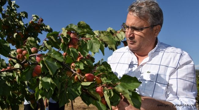  YUNTDAĞI’NDA   ANAÇ BAHÇE MEYVE VERMEYE BAŞLADI 