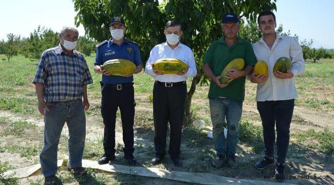 Manisa’da ‘Altınbaş Kavunu’nda hasat başladı