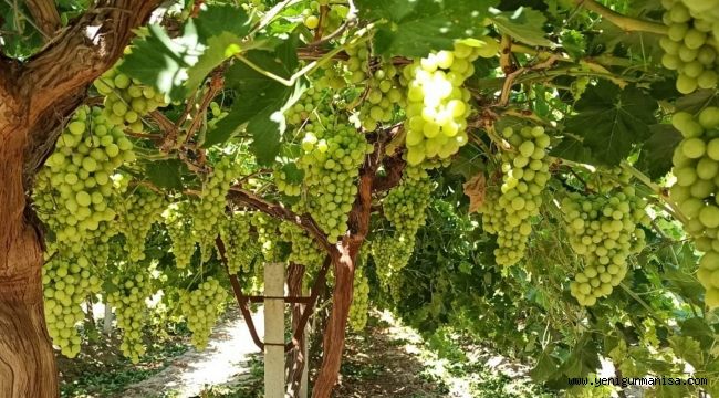 “Superior Seedless” Çeşidi İçin 2020 Yılı Hasat ve İhraç Tarihleri Belirlendi