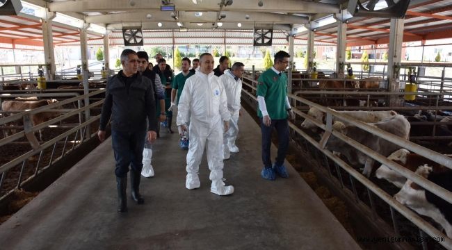 Manisa’da Şap Aşılama Kampanyası 1 Eylül’de Başlıyor