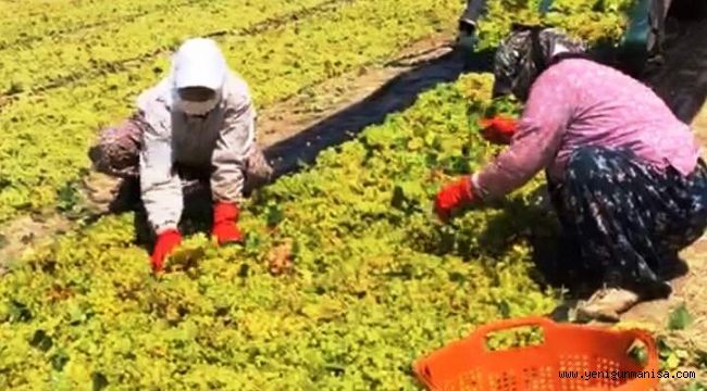 ÜZÜMÜN BAŞKENTİ SARUHANLI’DA ÜZÜM HASADI BAŞLADI