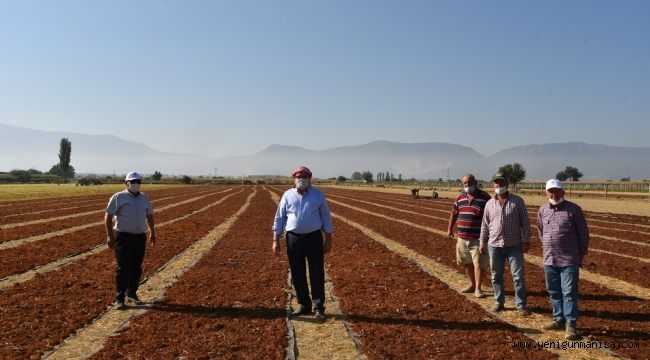 BAŞKAN ÇERÇİ BAĞDA ÜZÜM KESTİ, SERGİ YAPTI