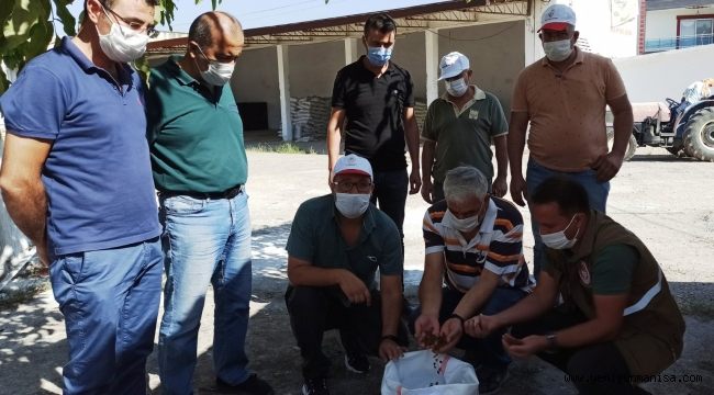 Toprak Mahsulleri Ofisi (TMO) Çekirdeksiz Kuru Üzüm Alımlarına  devam ediyor