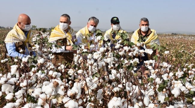 Beyaz Altında Hasat Zamanı