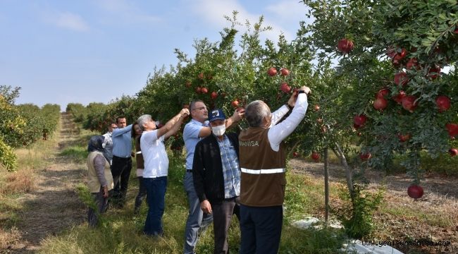 Köprübaşı İlçesinde Nar Hasadı Başladı