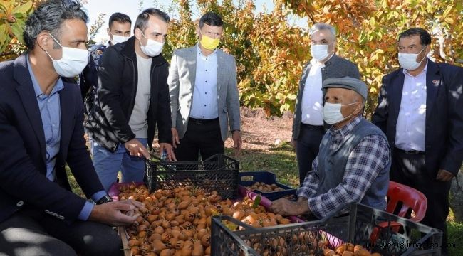 Demirci ‘de Bu Yıl 100 Ton Muşmula Rekoltesi Bekleniyor