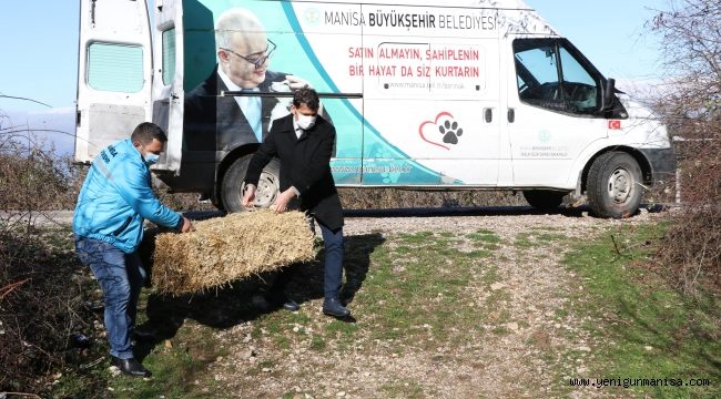 Büyükşehir, Yılkı Atlarını ve Yaban Hayvanlarını Unutmadı 