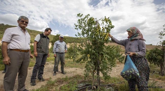 Demirci hünnap ile marka haline gelecek