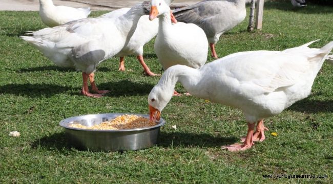 KENTPARK KUŞ CENNETİ OLDU