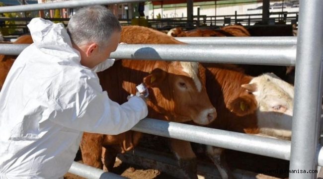 Manisa’da Büyükbaş Hayvanlara Yönelik Şap Aşılama Kampanyası Başlıyor