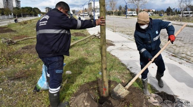 YUNUSEMRE’DE AĞAÇLANDIRMA ÇALIŞMALARI GÜZELYURT İLE DEVAM EDİYOR 