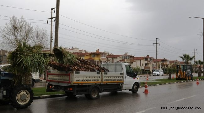 Manisa Büyükşehir, Devrilen Ağaçların Yerine Yeni Ağaçlar Dikiyor