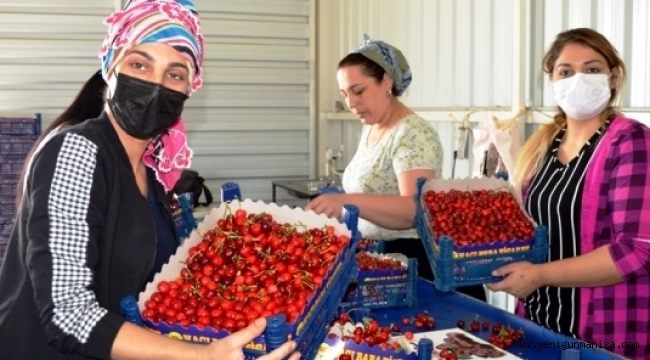 HASAT BAŞLADI,MANİSA KİRAZ PAZARI HAREKETLENDİ 