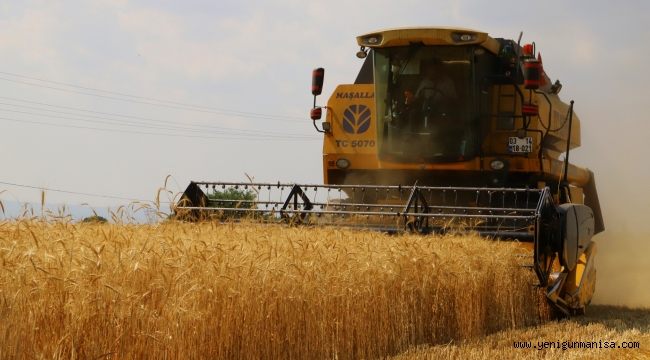 Saruhanlı Belediye Arazisine Ekilen Buğday Hasat Edildi 