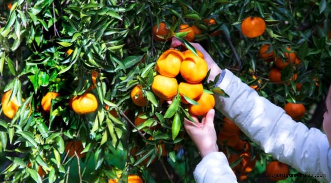 Narenciyede rekolte 72 bin ton  geriledi 