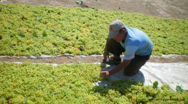 ÇEKİRDEKSİZ KURU ÜZÜMDE GERÇEKÇİ REKOLTE VE POLİTİKALARA İHTİYAÇ VAR