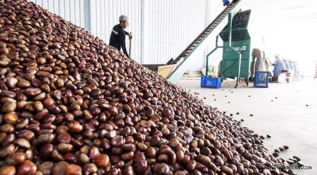 Türkiye kestane ihracatında 50 milyon dolar hedefliyor