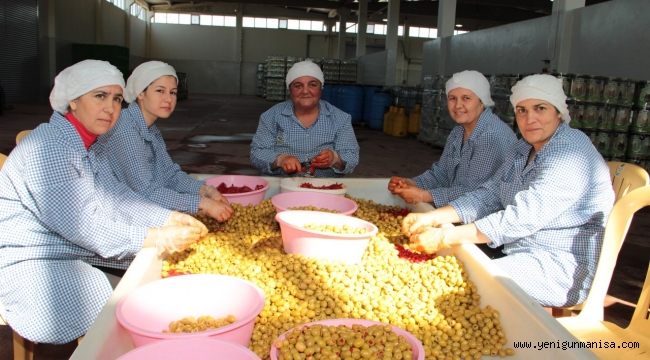 Sofralık zeytin ihracatı 150 milyon doları aştı