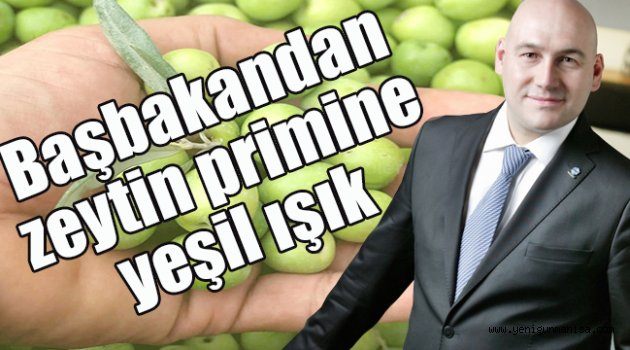 Başbakandan zeytin primine yeşil ışık