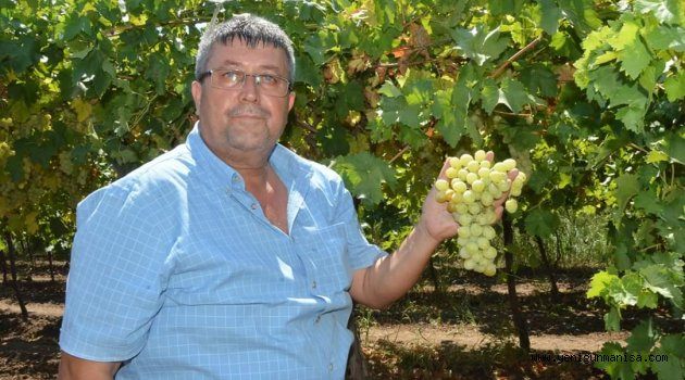 BAŞKAN OKUR, ÜZÜM HASATI HAYIRLI OLSUN