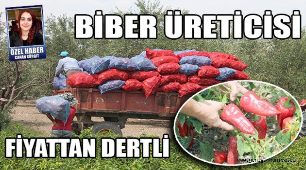 BİBER ÜRETİCİSİ FİYATTAN DERTLİ