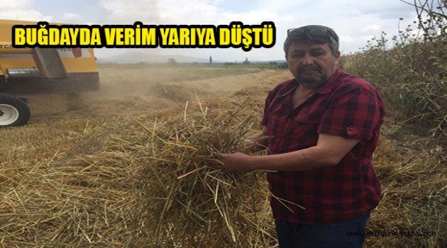 BUĞDAYDA VERİM YARIYA DÜŞTÜ