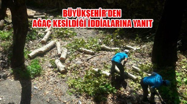 BÜYÜKŞEHİR’DEN AĞAÇ KESİLDİĞİ İDDİALARINA YANIT