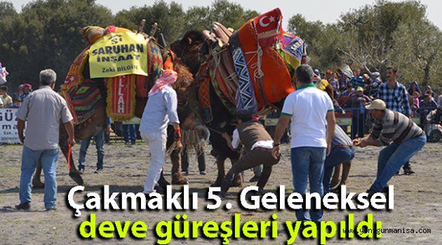 Çakmaklı 5. Geleneksel deve güreşleri yapıldı