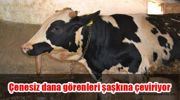 ÇENESİZ DANA GÖRENLERİ ŞAŞKINA ÇEVİRİYOR