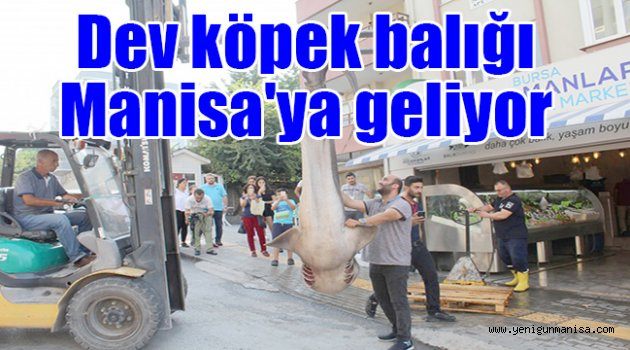 Dev köpek balığı Manisa