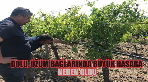 DOLU, ÜZÜM BAĞLARINDA BÜYÜK HASARA NEDEN OLDU