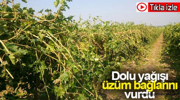 Dolu yağışı üzüm bağlarını vurdu