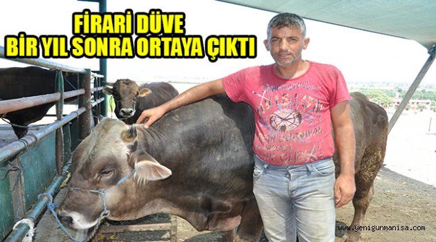 FİRARİ DÜVE BİR YIL SONRA ORTAYA ÇIKTI