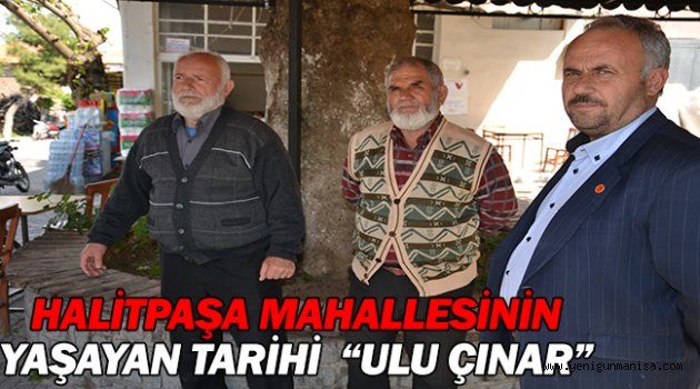 HAİLTPAŞA MAHALLESİNİN YAŞAYAN TARİHİ  “ULU ÇINAR”