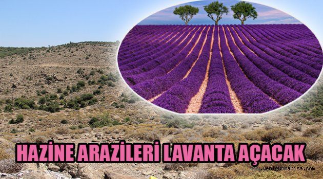 HAZİNE ARAZİLERİ LAVANTA AÇACAK