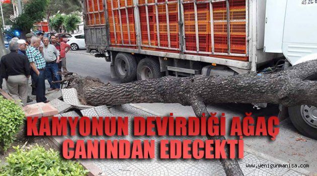 KAMYONUN DEVİRDİĞİ AĞAÇ CANINDAN EDECEKTİ