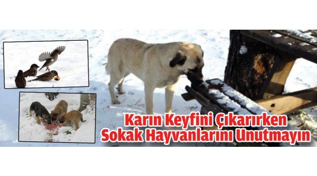 Karın Keyfini Çıkarırken Sokak Hayvanlarını Unutmayın