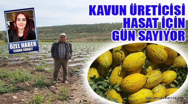 KAVUN ÜRETİCİSİ HASAT İÇİN GÜN SAYIYOR