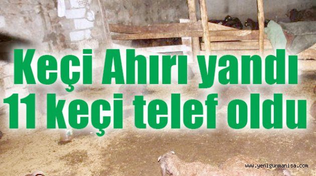 Keçi Ahırı yandı 11 keçi telef oldu