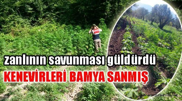 KENEVİRLERİ BAMYA SANMIŞ