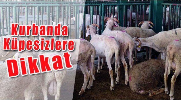 Kurbanda 