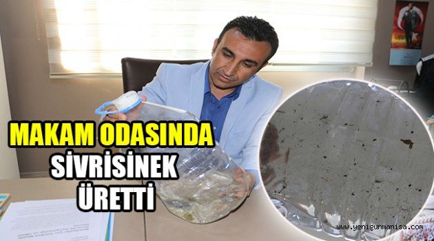 MAKAM ODASINDA SİVRİSİNEK ÜRETTİ