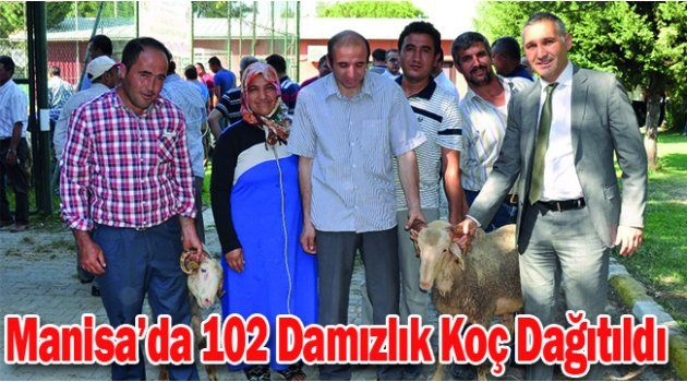 Manisa’da 102 Damızlık Koç Dağıtıldı