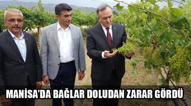 MANİSA’DA BAĞLAR DOLUDAN ZARAR GÖRDÜ