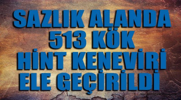 Manisa’da sazlık alanda 513 kök Hint keneviri ele geçirildi