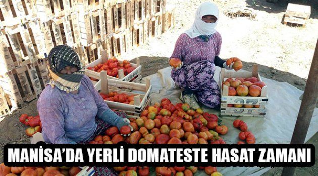 MANİSA’DA YERLİ DOMATESTE HASAT ZAMANI