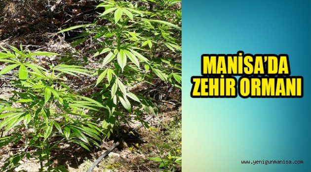 MANİSA’DA ZEHİR ORMANI